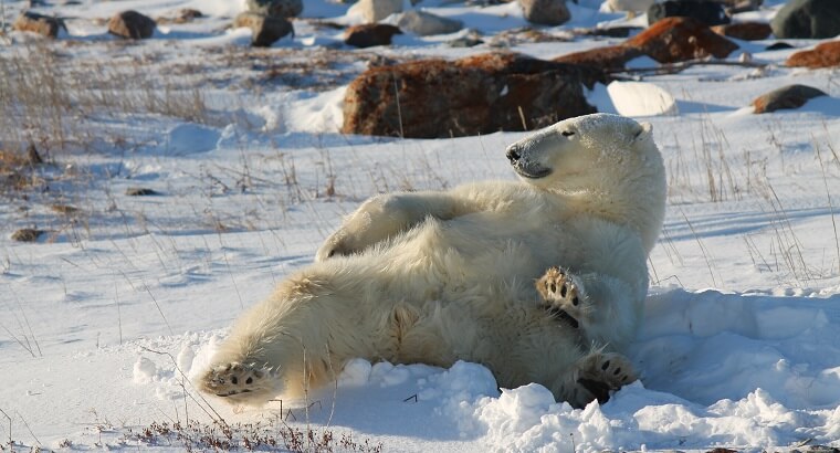 Polar Bear Eco Trip roman nose