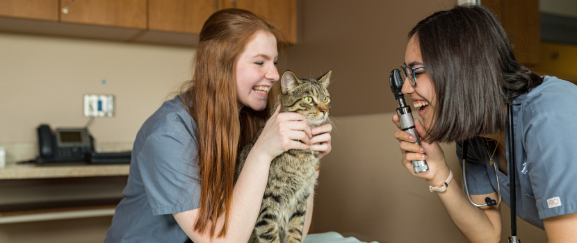 Veterinary Technology